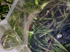 Myrmica rubra