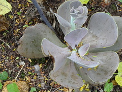Gibbiflorae