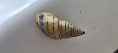 Drymaeus rufolineatus