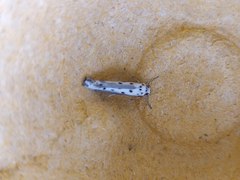 Ethmia terminella