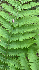 Deparia acrostichoides