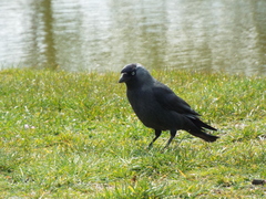 Corvus monedula