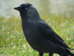 Corvus monedula