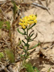 Achillea cretica