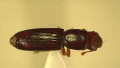 Monotomidae