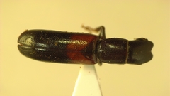 Nemozoma punctulatum