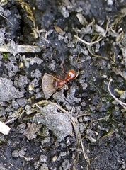 Myrmica