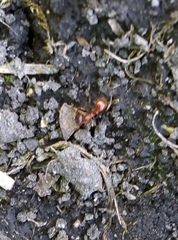 Myrmica
