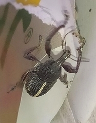 Alocorhinus
