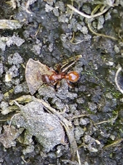 Myrmica