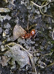 Myrmica
