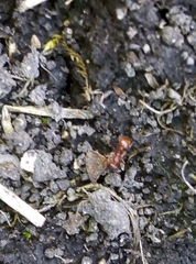 Myrmica