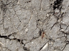 Myrmica