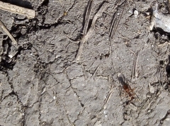 Myrmica