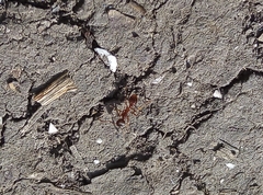 Myrmica