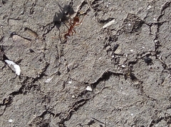 Myrmica