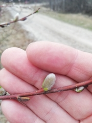 Salix acutifolia