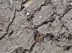 Myrmica