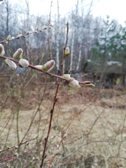 Salix acutifolia
