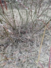 Salix acutifolia