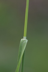 Poa pratensis pratensis
