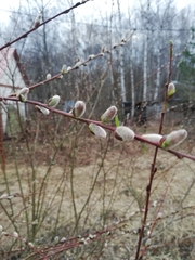 Salix acutifolia