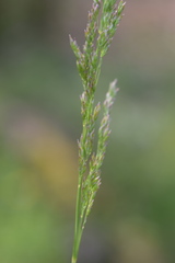 Poa pratensis pratensis