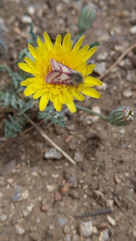 Red-lined Moth
