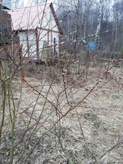Salix acutifolia