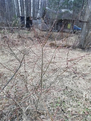 Salix acutifolia