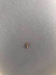 Lichenophanes bicornis