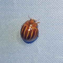 Bothrocalvia albolineata