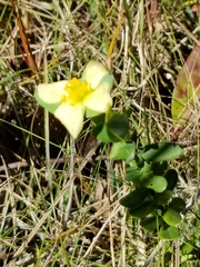 Hypericum crux-andreae