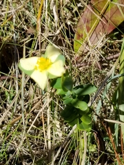 Hypericum crux-andreae