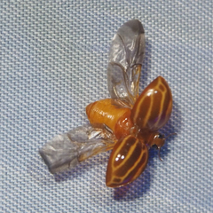 Bothrocalvia albolineata