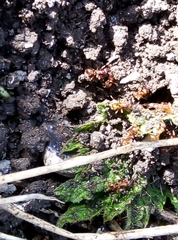 Myrmica