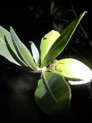 Ammotrechidae