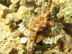 Eurypegasus draconis