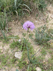 Allium roseum