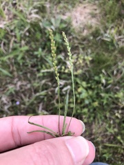 Plantago elongata