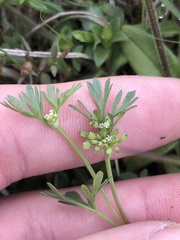 Ammoselinum butleri
