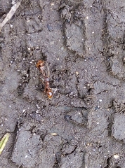 Myrmica