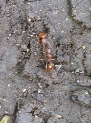 Myrmica