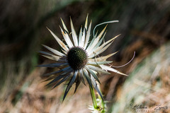 Eryngium proteiflorum