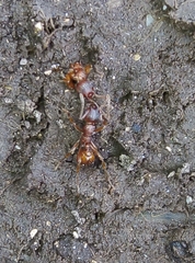 Myrmica