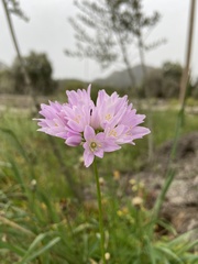 Allium roseum roseum