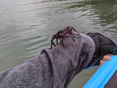 Metopograpsus thukuhar