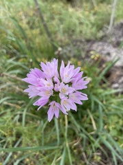 Allium roseum roseum