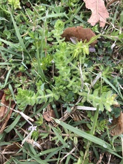 Cruciata pedemontana