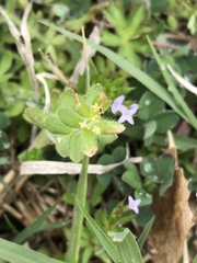 Cruciata pedemontana